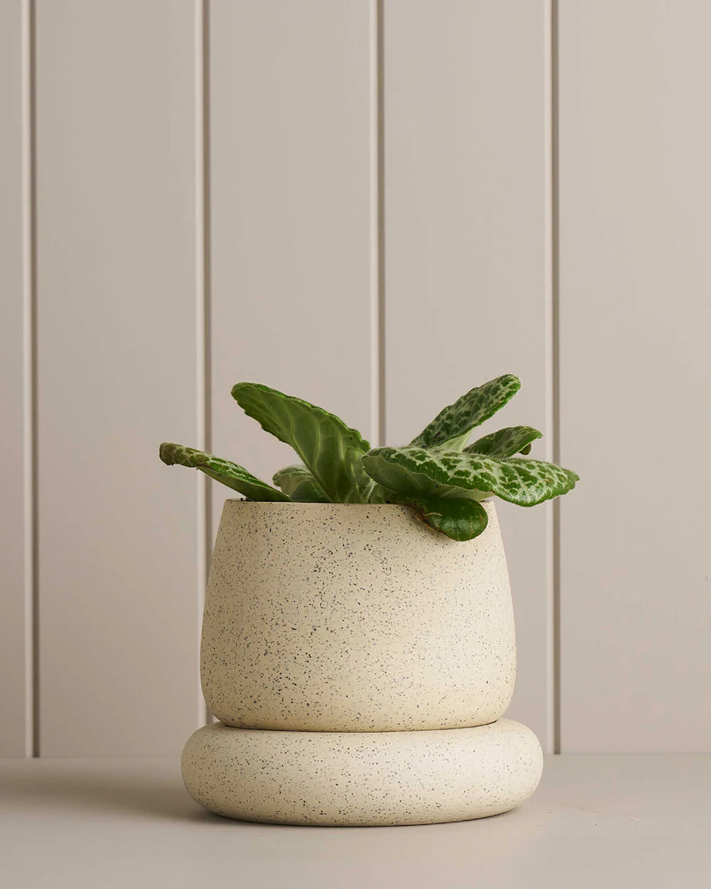 small planter sitting on a wooden shelf