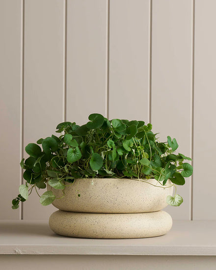 planter sitting on a wooden shelf 